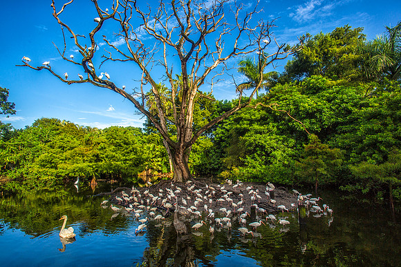The Rookery - Flamingo Gardens