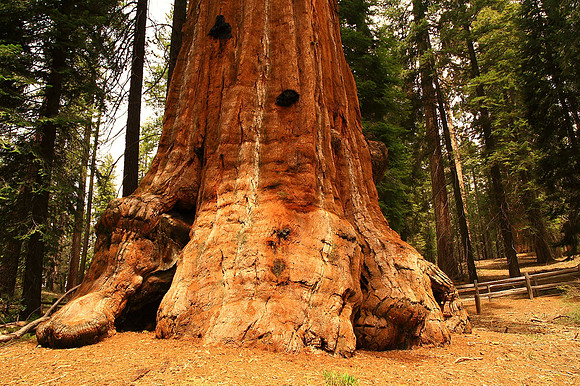 California Redwoods