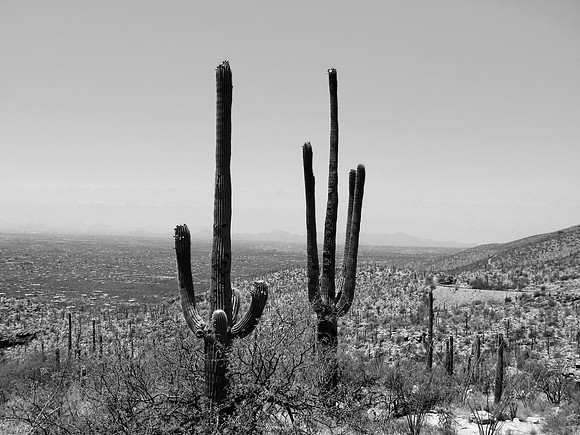 Saguaro National Park