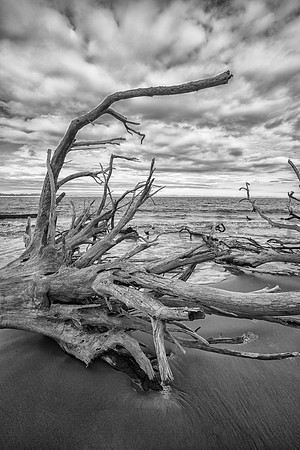 Skeleton Tree
