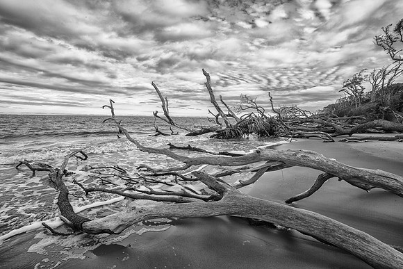 Skeletons of Live Oak Trees