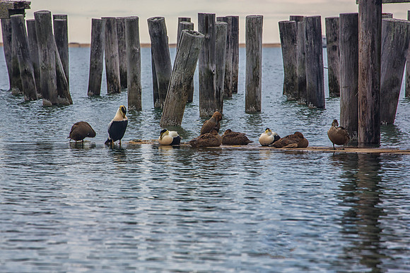 Ducks resting near pier