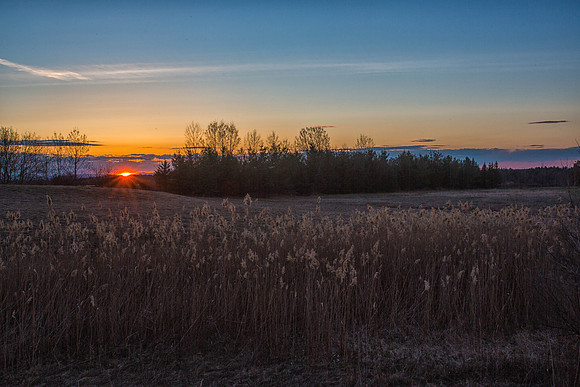 Field of Wheat