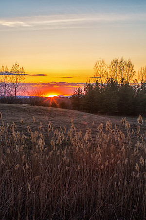 Setting Sun over wheat field