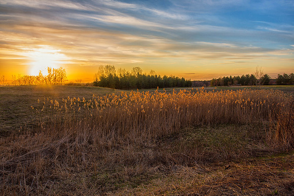 Golden Wheat Field