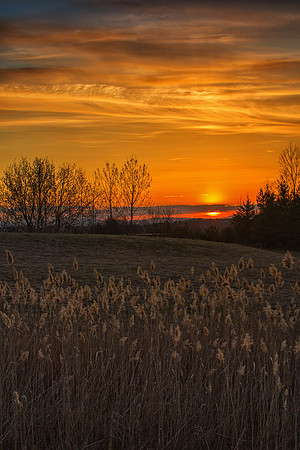 Golden Glow