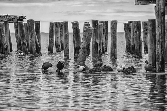 Ducks resting