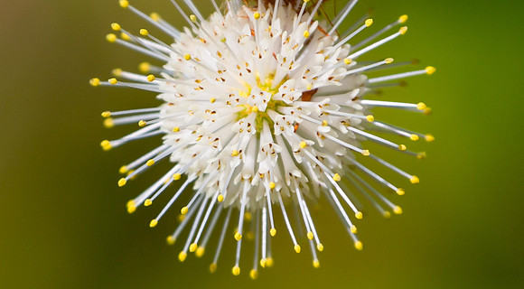 Buttonbush