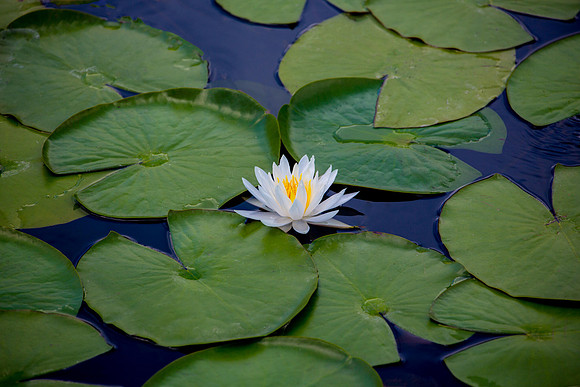 Single White Lily