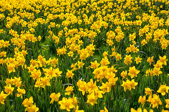 Field of Daffodils