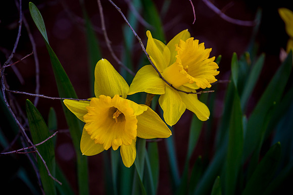 Daffodils