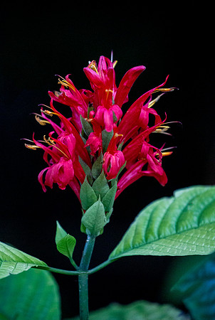 Cardinal Red