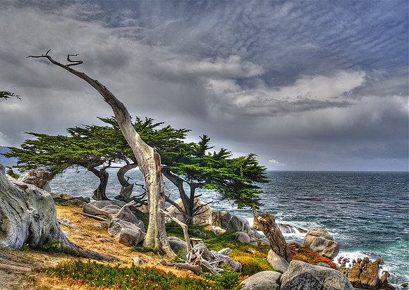 Ghost Tree