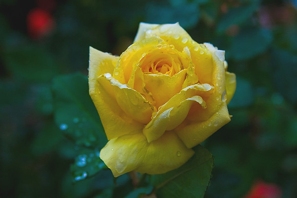 Yellow Rose