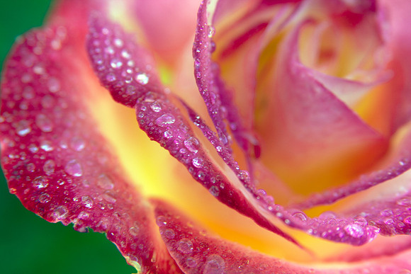 Pink Ice