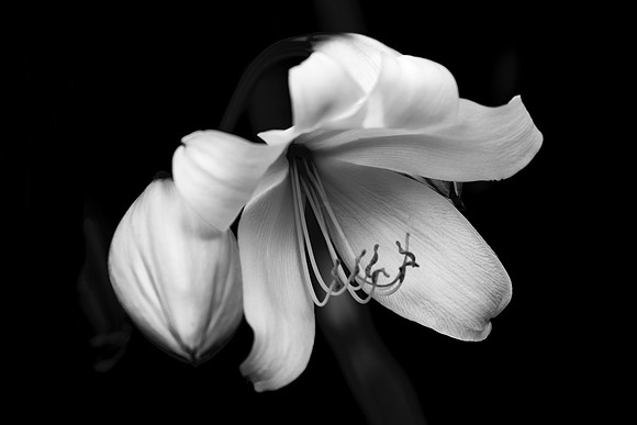 Lilies Blooming