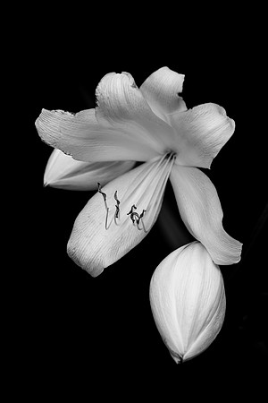 Spring Bloom - Finalist 2016 Flamingo Gardens Photo Contest
