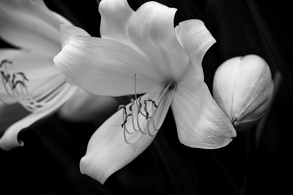 Blossoming
