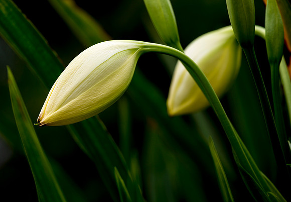 Buds