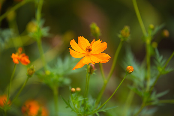 Orange Wildflower