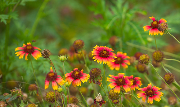 Wildflowers