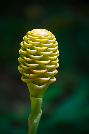 Spiral Plant