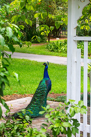 Peacock in the Gardens
