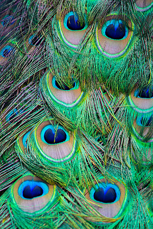 Peacock Feathers
