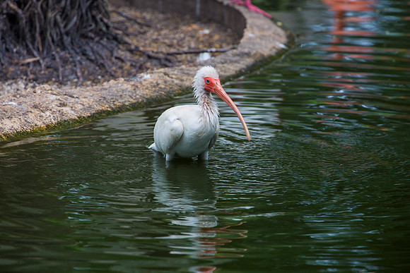 Bird Bathing