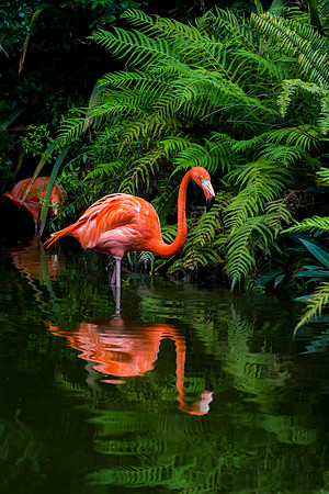 Flamingo Reflection