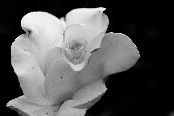 Delicate Rose