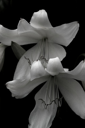 Easter Lilies