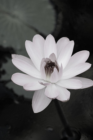 Water Lily