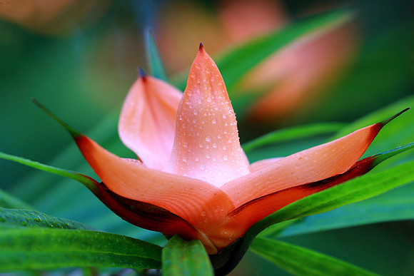 Wings of Paradise