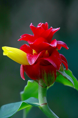 Blooming Glory