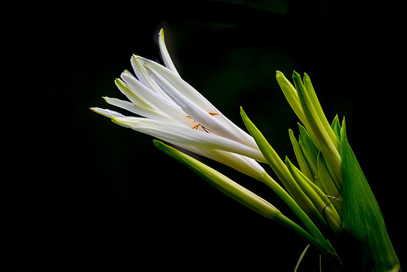 First Sight of Spring - Finalist in 2019 Flaming Gardens Photo Contest
