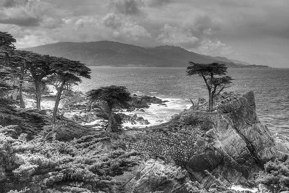 The Lone Cypress