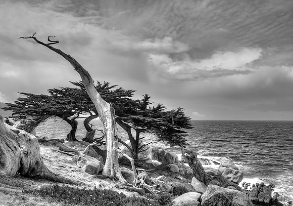 Ghost Tree