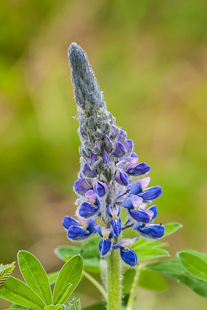 Purple Wildflower