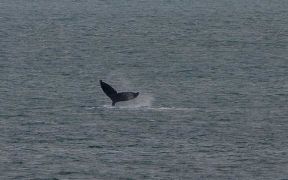 Whale Tail