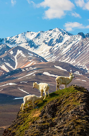 Mountain Sheep in Denali