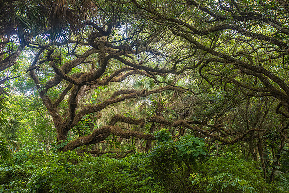 Tree Maze - 2nd Place Winner - 2022 Long Key Nature Center Photo Contest