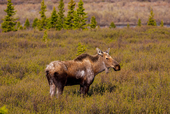 Lonely Moose