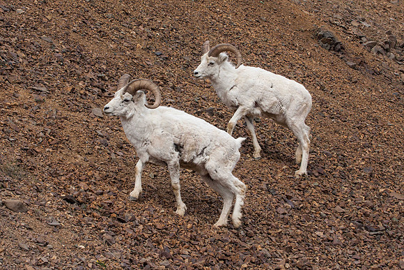 Two Mountain Goat