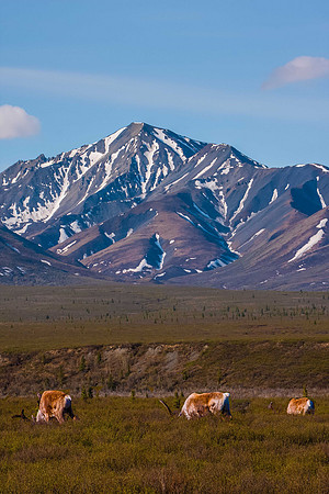 Caribou
