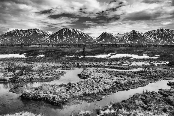 Black and White Marsh Lands
