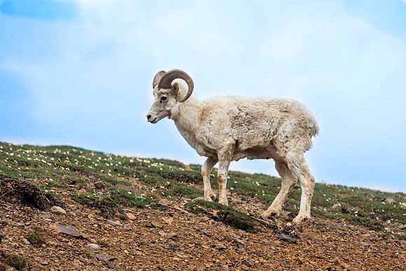 Lone Mountain Goat