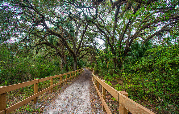 The Horse Trail