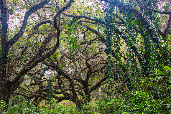 Welcome to the Jungle - 3rd Place Winner - 2017 Long Key Nature Center Photo Contest