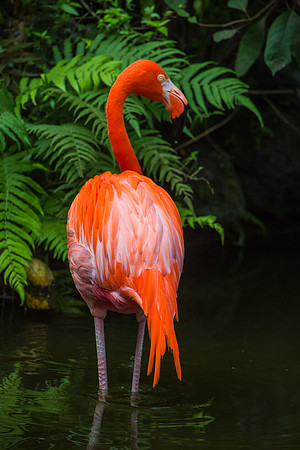 Flamingo's Back